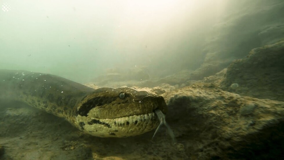 Buceadores logran filmar una gran anaconda de 7 metros en el fondo de un río brasileño