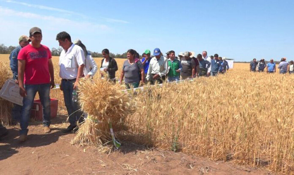 Gira técnica en el Chaco evalúa cultivos de trigo