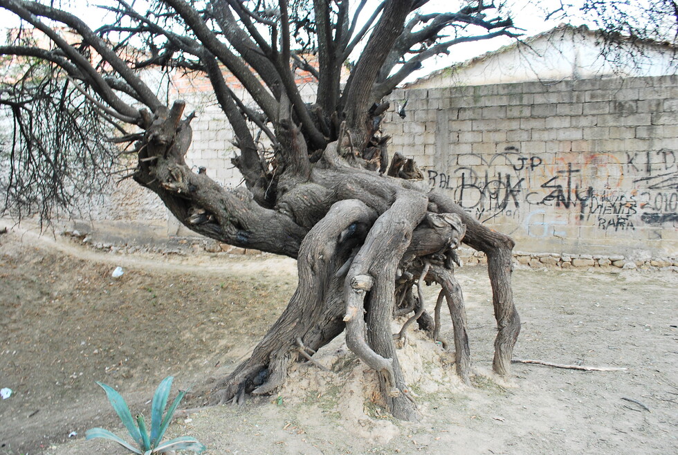 Tarija: Bosquecillo de Juan XXIII, tierra de nadie