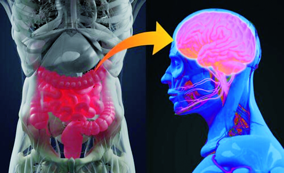 Un intestino sano es el  mejor seguro