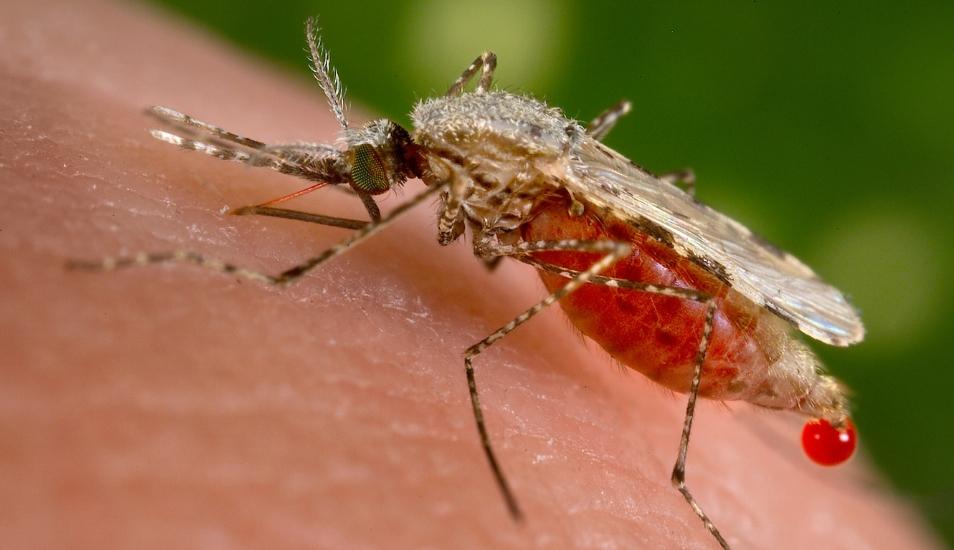 Yacuiba es el único municipio que registra malaria en Tarija
