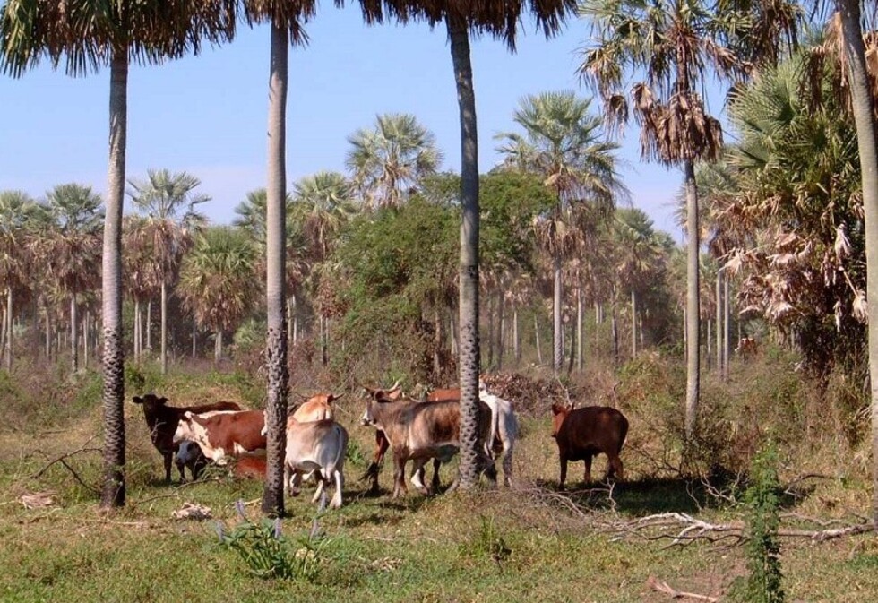 Herbario veterinario, recurso ancestral del Gran Chaco