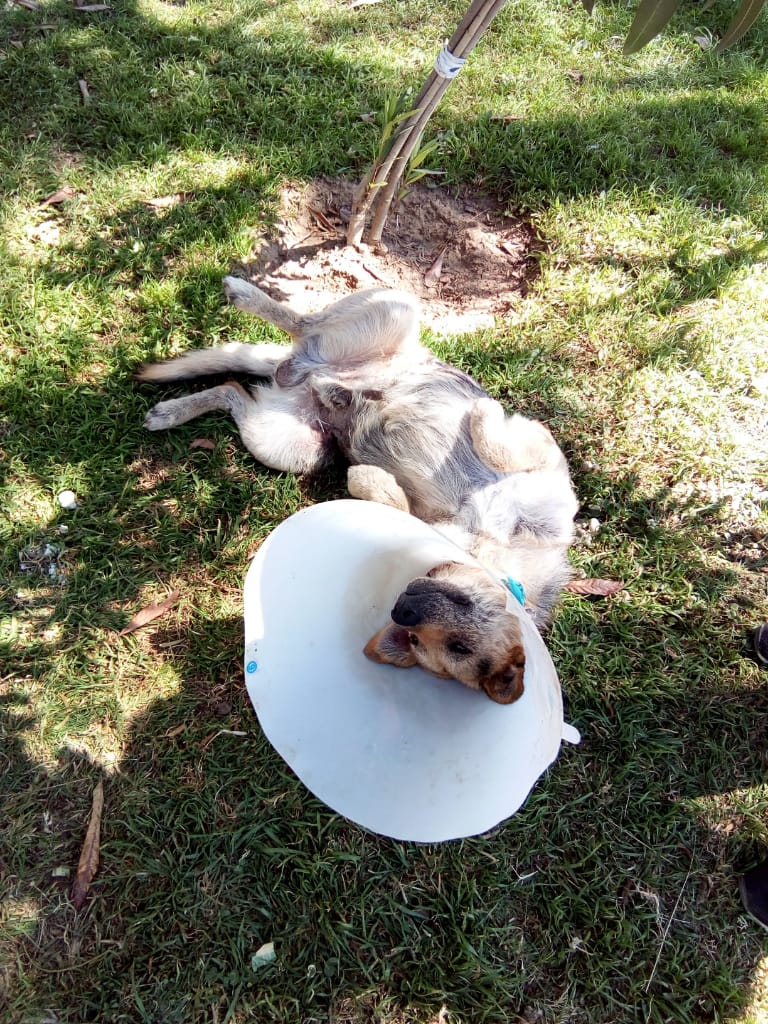 Paquito, el conquistador