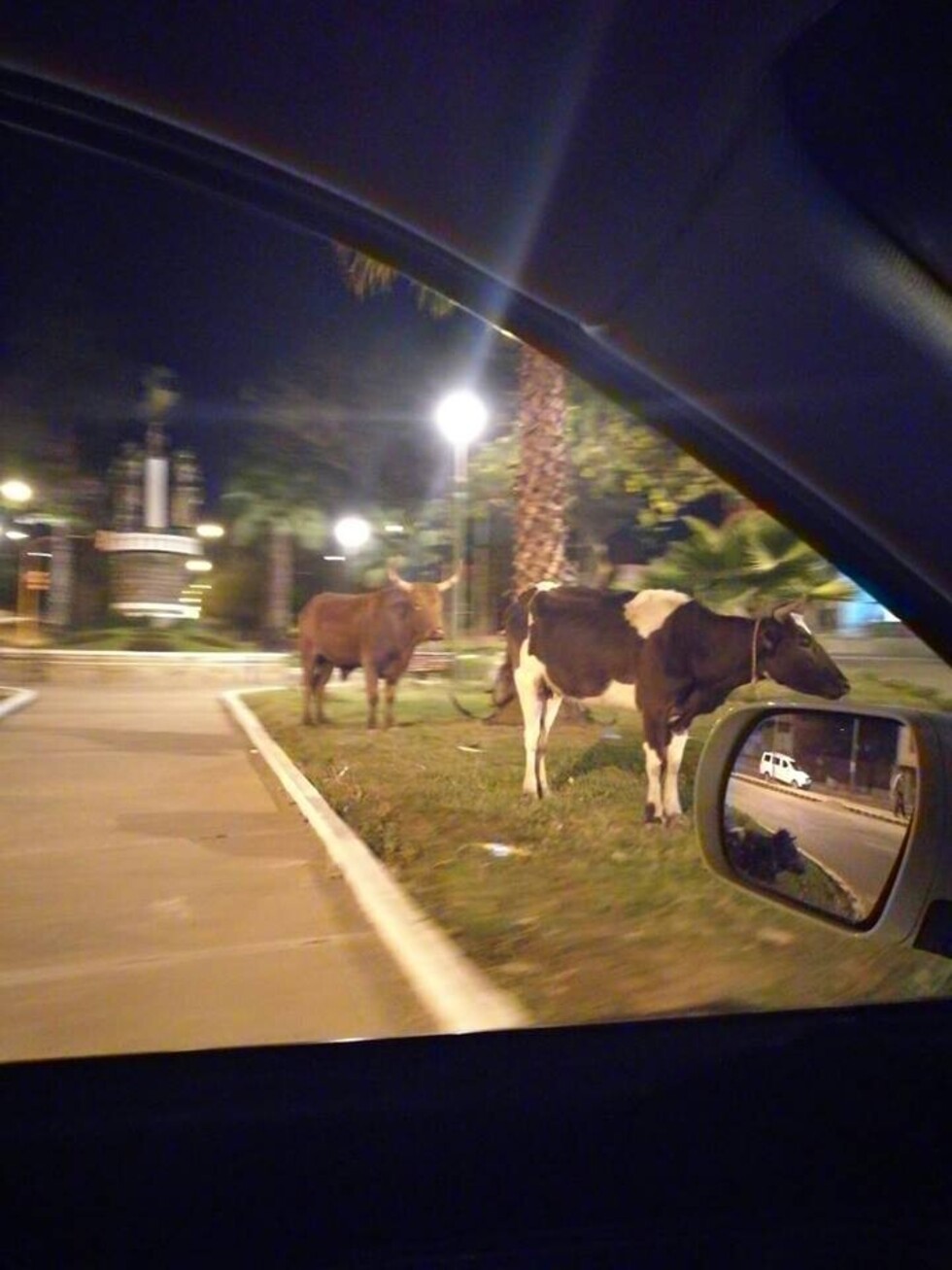 Alcaldía retiene vacas sueltas en las jardineras de la ciudad de Tarija