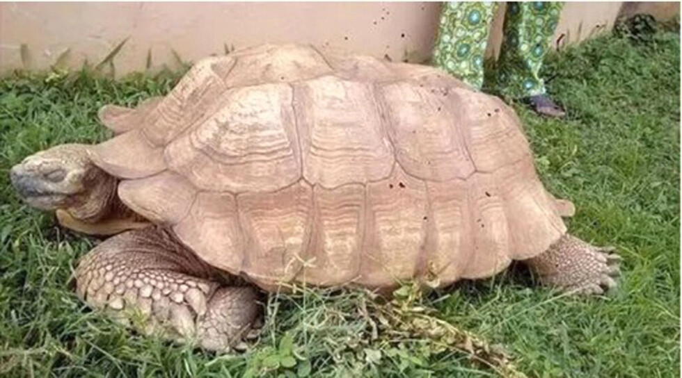 Murió Alagba, la tortuga más vieja de África