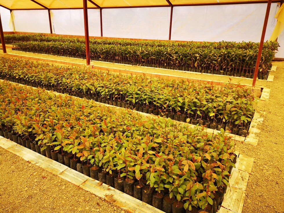 Tarija: El 19 de noviembre arranca la reforestación en Sama