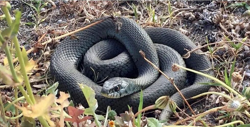Niños jugaron con serpiente muerta