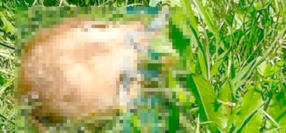 Hallan la cabeza de un hombre en Argentina