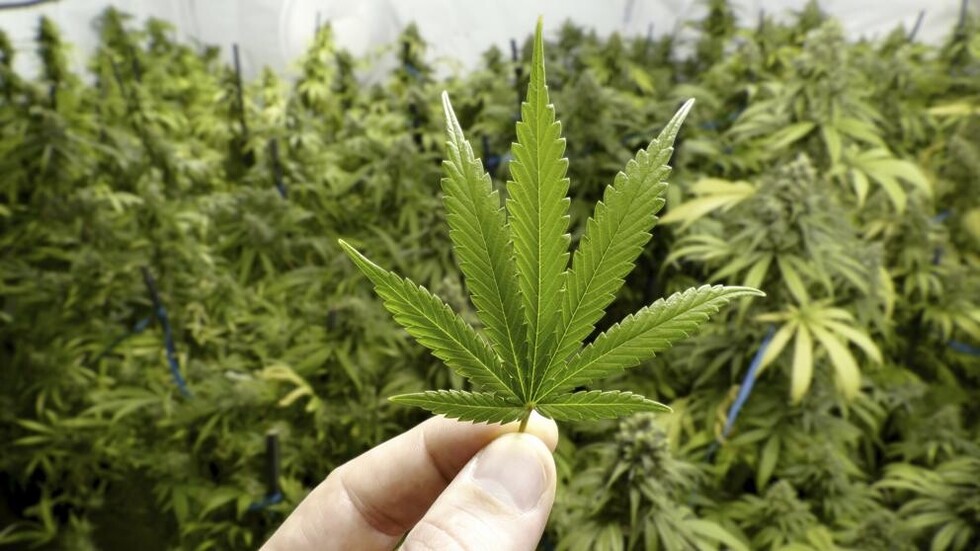 Se busca “catador” de marihuana