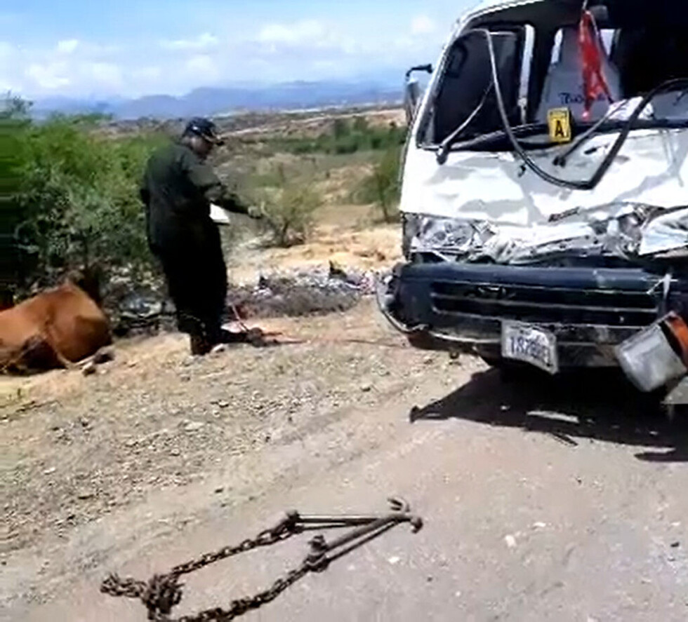 Dos atropellos a vacas dejan 1 muerto y 2 heridos graves