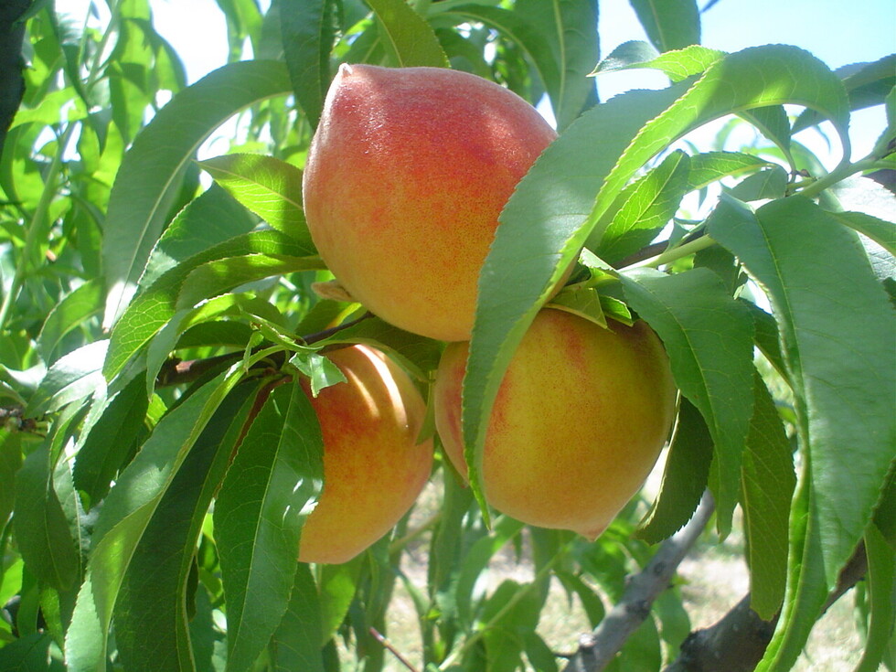 Promueven la producción de frutas en Yacuiba