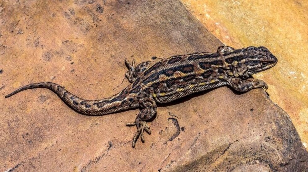 Liolaemus Tajzara, la lagartija hallada en Tarija es nueva para la ciencia