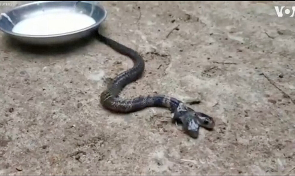 Revuelo por una cobra con dos cabezas