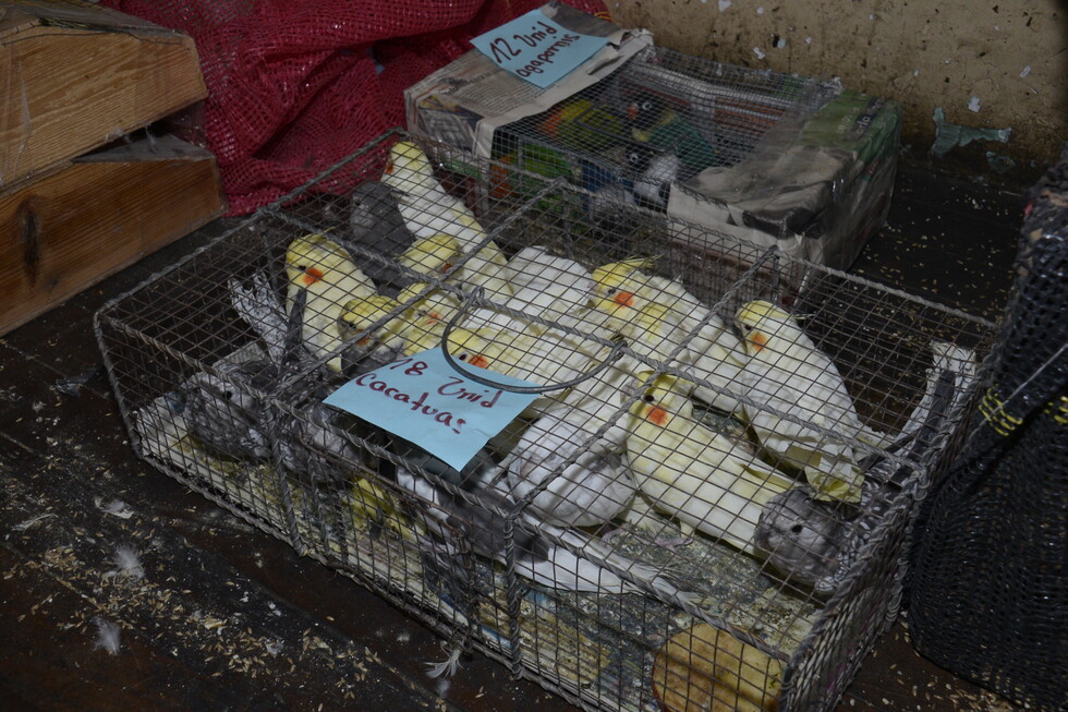 Pofoma rescata 500 aves exóticas en La Paz