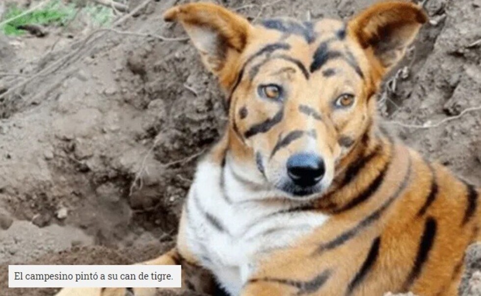 Disfrazó a su perro para que cuide plantación
