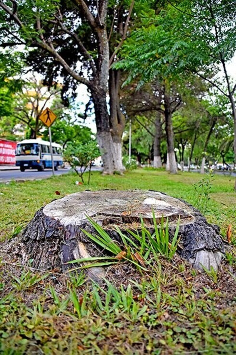 Un papel plastificado implica la tala de 350 árboles en Tarija