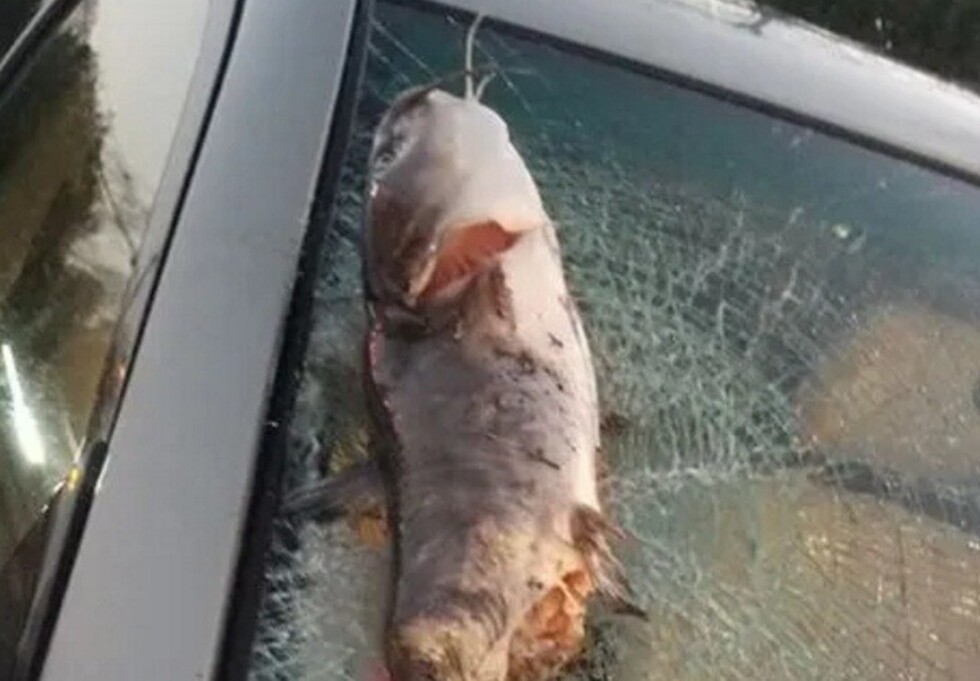 Pez cayó del cielo y rompió un parabrisas