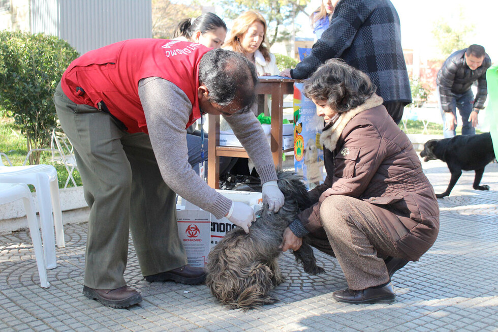 Ley de Protección de Animales Domésticos espera reglamento