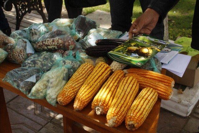 La producción de granos en Bolivia disminuyó el 2019