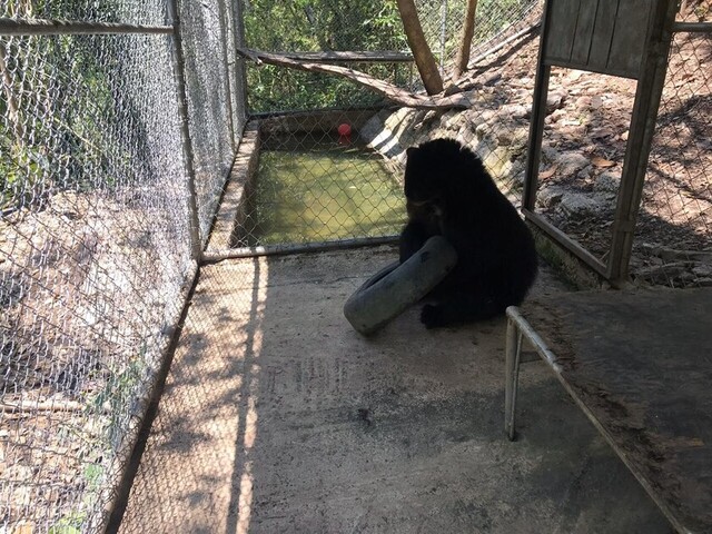 El jucu Mymba ahora se llama Tarcus: así vive en Senda Verde