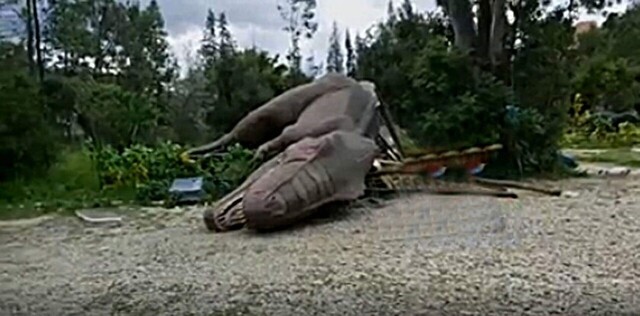 Dinosaurio robótico cayó encima de una niña en Tarija