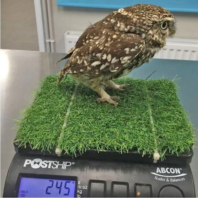 Búho tuvo que hacer dieta para volar