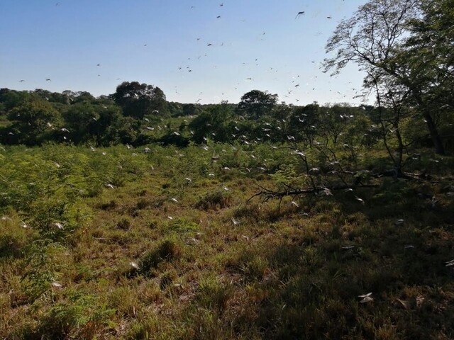 Plaga de langostas amenazan tres productos agrícolas del Chaco (Imágenes)