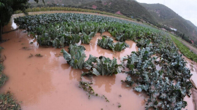 Desarrollo Rural reporta 10 mil hectáreas de cultivos afectadas por las lluvias en el país