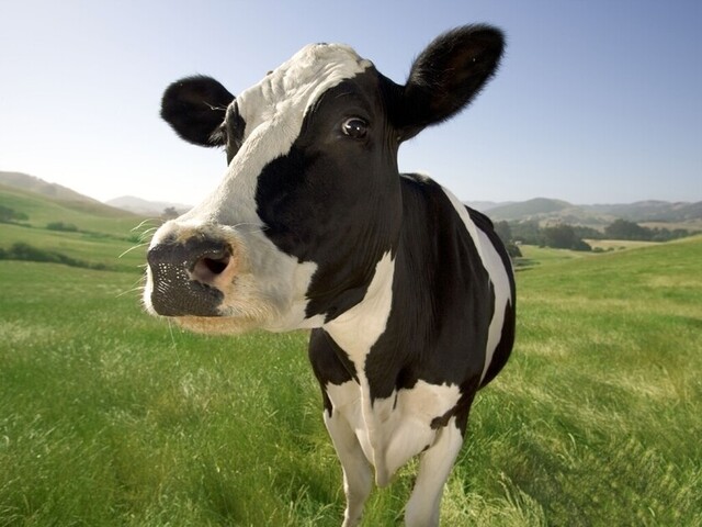 A la cárcel dos hombres que robaron una vaca en Tarija
