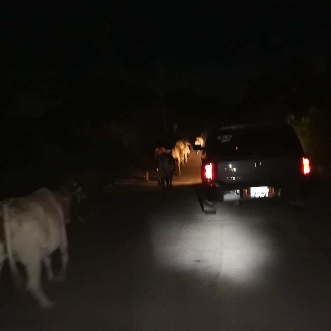 Transportistas exigen tratamiento de ley para prohibir presencia de animales en carreteras