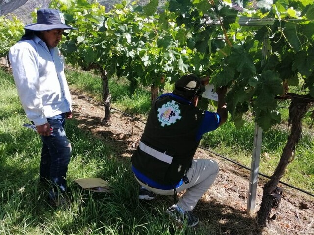 Piden cerrar Senasag en Tarija por no frenar contrabando de uva