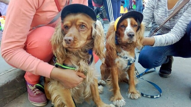 Las mascotas, las víctimas colaterales del coronavirus