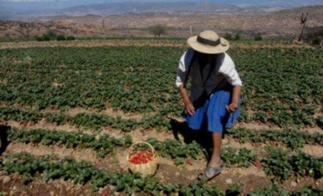 Dirigencia de campesinos de Tarija pide a sus bases acatar cuarentena