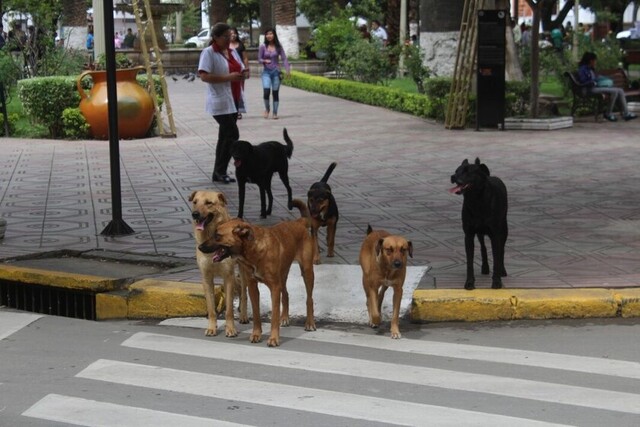 Los peludos de la calle, las otras víctimas del coronavirus