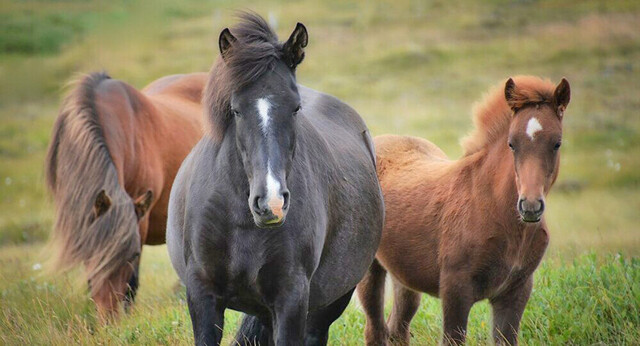 Aparecen caballos esquiadores en España