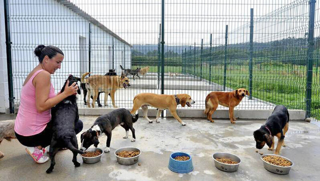La adopción  de mascotas se dispara
