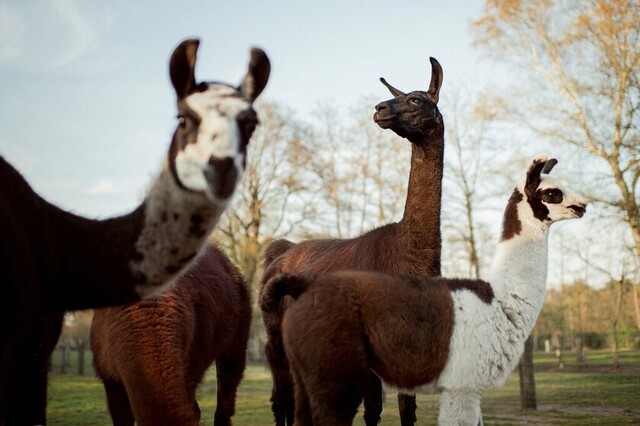 Anticuerpos provenientes de llamas, base de un posible tratamiento contra Covid-19
