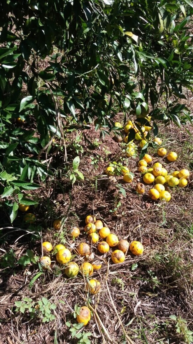 Citricultores de Bermejo piden ser parte de la canasta alimentaria