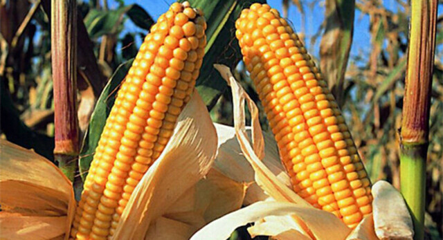 Guaraníes de Bolivia denuncian retroceso en seguridad alimentaria