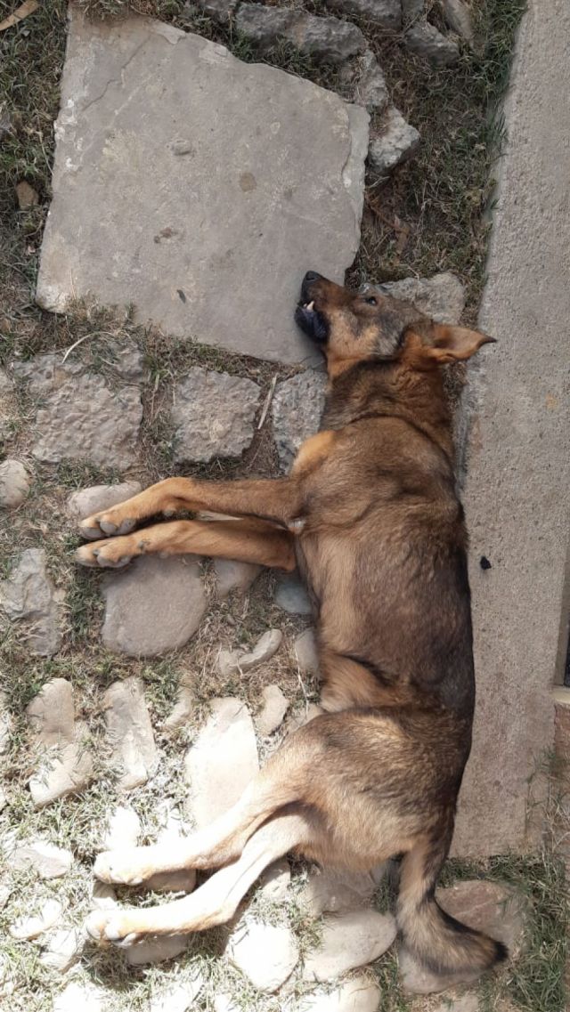 Vecinos de Aranjuez denuncian que personas envenenan a perros callejeros