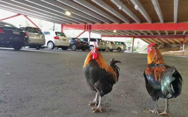 Plaga de pollos salvajes ataca Nueva Zelanda 
