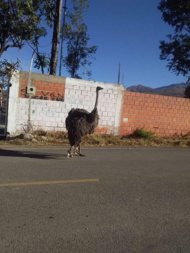Rescate de avestruz se hará al concluir encapsulamiento en Cercado