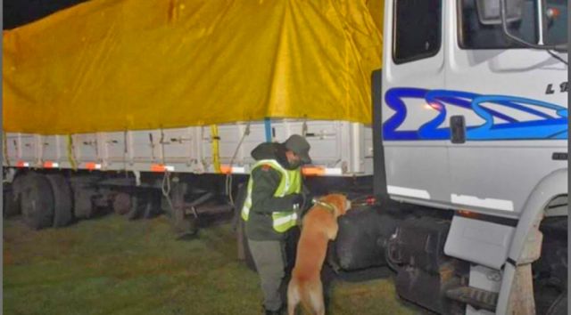 Decomisan más de 233 kilos de marihuana 