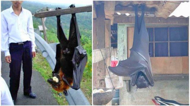 Murciélago gigante causa miedo en red 