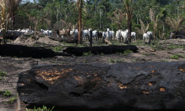 Tierras públicas para explotación ilegal: cómo Bolsonaro pone en jaque (de nuevo) a la Amazonia Tierras públicas para explotación ilegal: cómo Bolsonaro pone en jaque (de nuevo) a la Amazonia