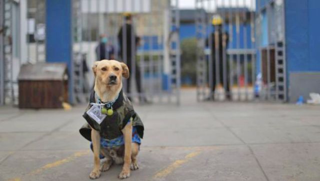 Hachiko peruano espera por su amo