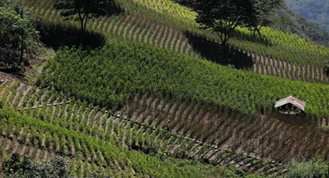 El miércoles la ONU presentará informe de monitoreo de cultivos de coca del 2019