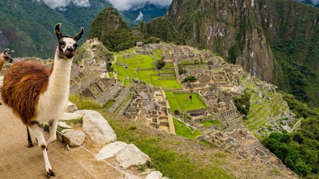 Perú desarrolla un tratamiento contra el Covid-19 utilizando anticuerpos de las llamas
