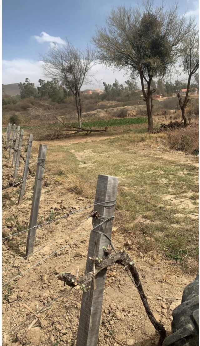 Más árboles caídos