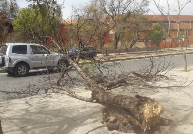Árboles caídos en la ciudad de Tarija